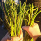 Vild sparris 200g