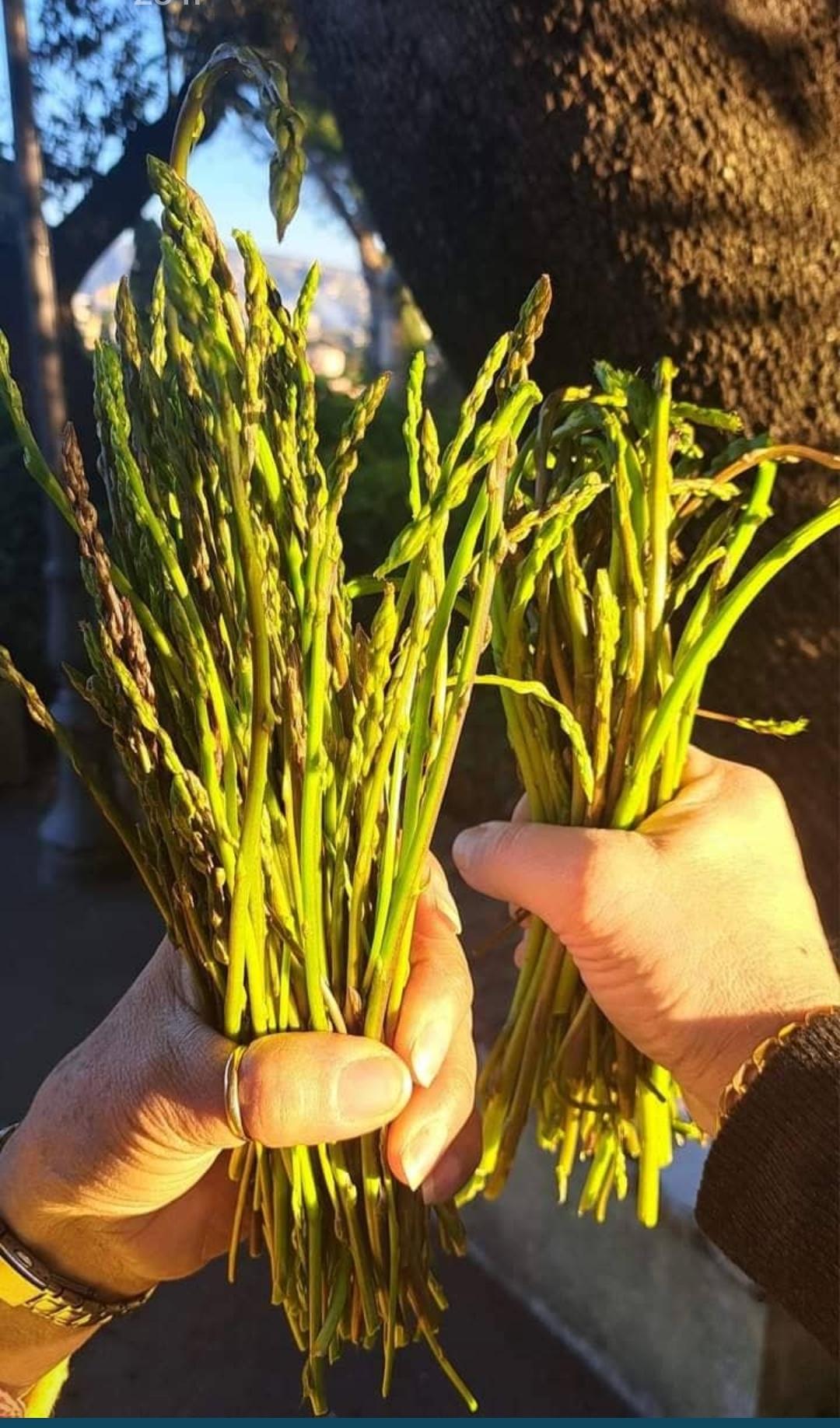Vild sparris 200g