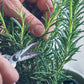 Olivolja Rosmarin 0,25L