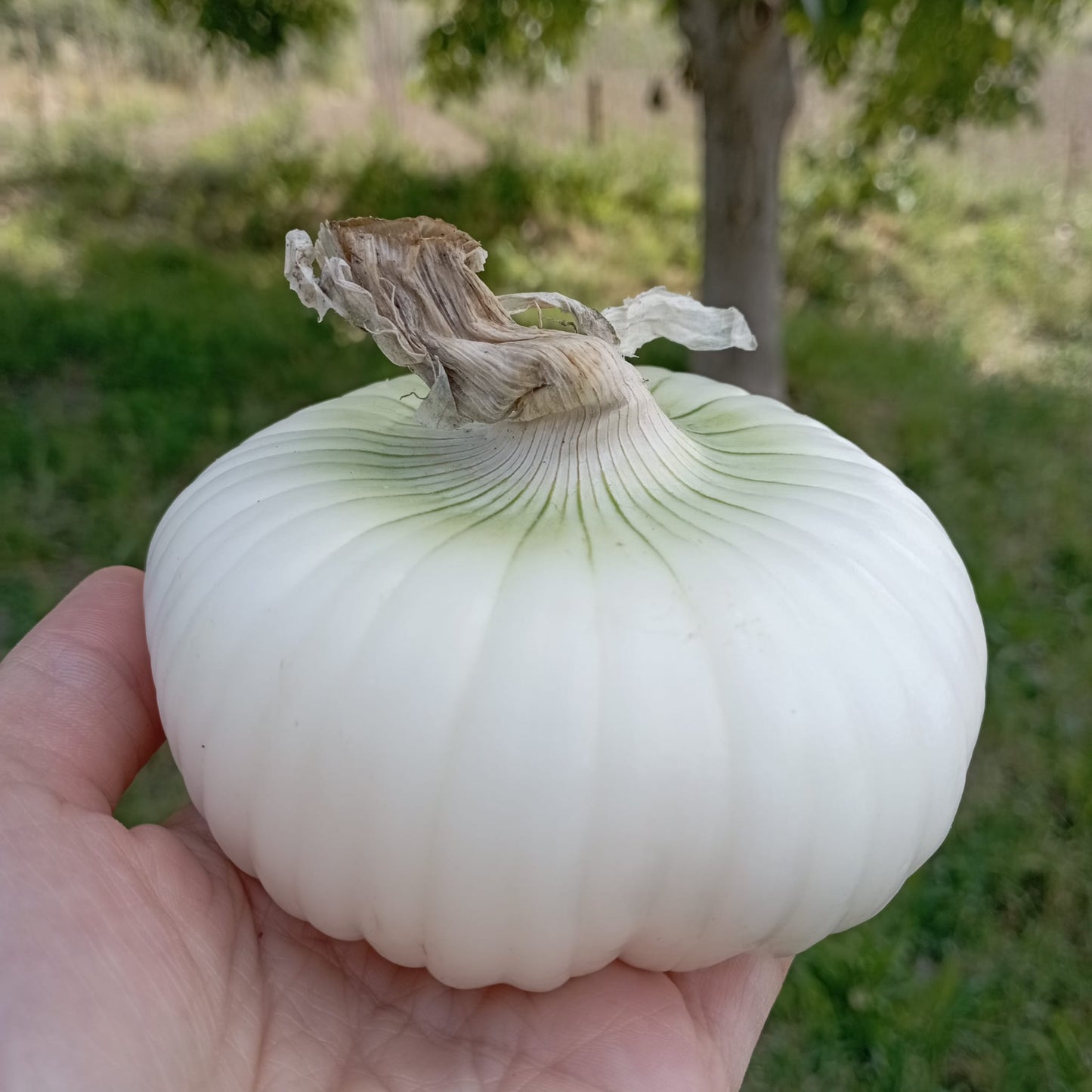 Cipolle bianche di Isernia 230 Gr